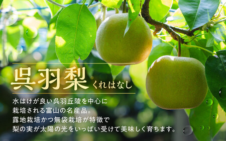 【先行予約・2026年8月25日～9月10日に発送】呉羽梨（くれはなし）5kg箱