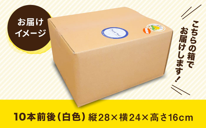 【お中元対象】【 先行予約：2024年7月以降順次発送 】 糸島 トウモロコシ 『もきっこ』 白 （ 8～10本 ） 《糸島》 【内田農業】 [AZH002]