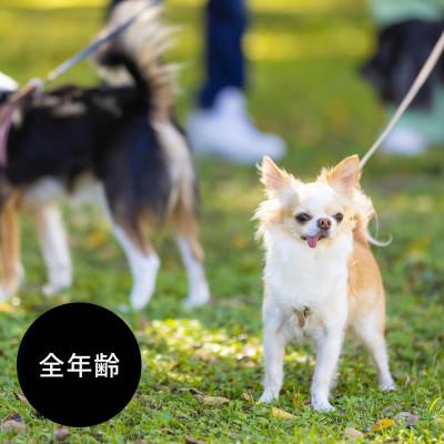 ふるさと納税 羽島市 国産ドッグフード 国産鹿肉使用 ドライタイプ  560g |  | 03