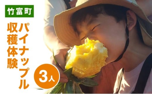 パイナップル収穫体験【3名】爽やかな朝日を浴びた中での開催♪（4月25日～6月15日開催）