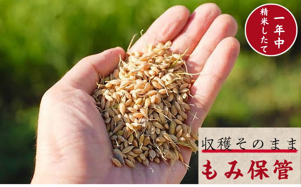 収穫したてのおいしさを自然の力で保つ「もみ保管」
