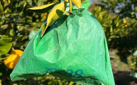 不知火 希少な樹上完熟！ 秀品大玉 6個入 (約2kg)　【2026年2月下旬頃～4月中旬頃まで発送】【KT2】【BH002-kiy001】