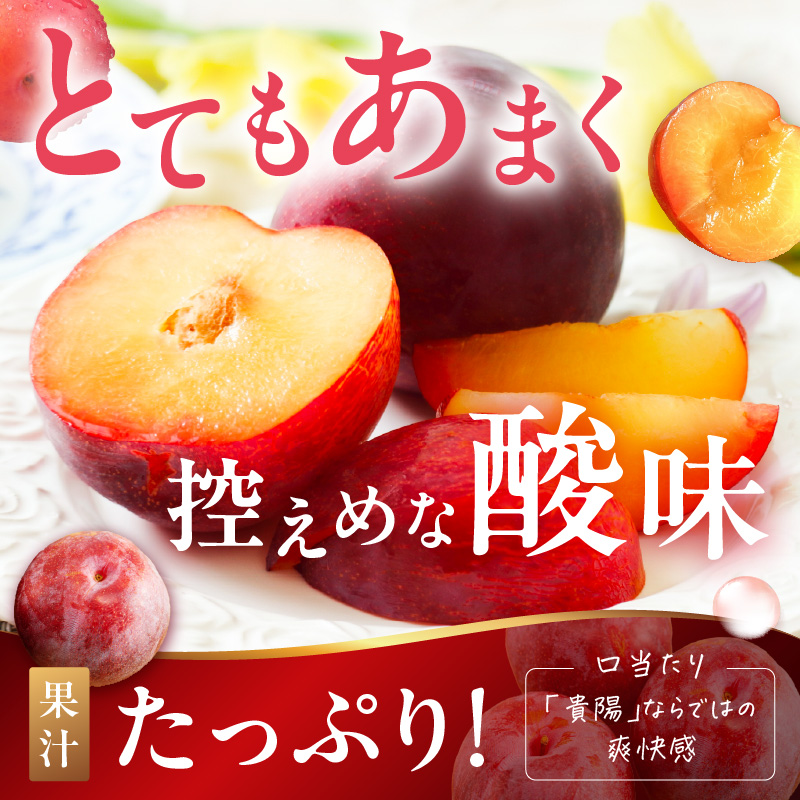 【先行予約】伊万里のすもも「貴陽」化粧箱入り（4～6玉） B741