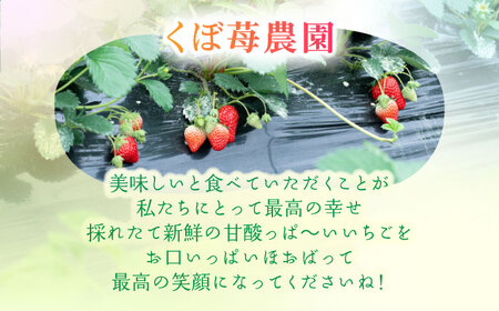 朝摘み 愛知県産 大粒 完熟紅ほっぺ 約200g×4パック いちご 紅ほっぺ 完熟 愛西市/くぼ苺農園[AECJ002]