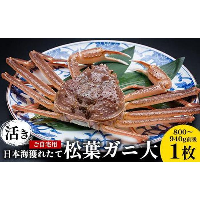 【ふるさと納税】113.【先行予約】【活き】訳あり ご自宅用 日本海獲れたて 松葉ガニ 大 800～940g前後 1枚 ※2025年11月上旬～2026年3月上旬頃に順次発送予定 | 家庭用 松葉ガニ 松葉蟹 蟹 かに 甲殻類 ズワイガニ 鳥取県 北栄町 おすすめ 人気 送料無料