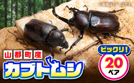 カブトムシ 20ペアセット 【ふるさと昆虫】[YDV027]