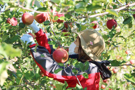 JA相馬村のりんご 無添加 りんごジュース 2種 詰め合わせ 1L × 6本 ふじ ブレンド 各3本 【 林檎 ジュース 飲み比べ 飲み物 飲料 フルーツ 果物 弘前 弘前市産 青森りんご 】