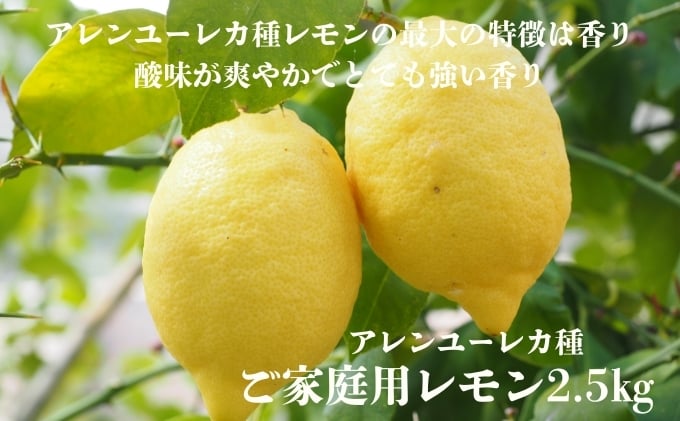 
            アレンユーレカ種レモンkg　ご家庭用 サイズお任せ 今が旬 農園直送 れもん 人気 数量限定 先行予約 柑橘  愛媛みかん かんきつ 国産 愛媛県 産地直送 フルーツ 果物 くだもの 香り 2.5キロ箱 大粒 果実[№5303-0283]
          