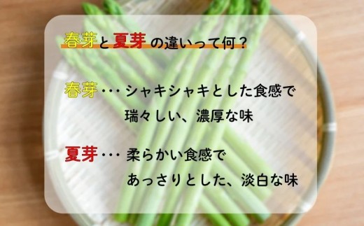 【9月末まで】 アスパラガス さぬきのめざめ 夏芽 1kg アスパラ グリーンアスパラ 野菜 やさい 旬 旬の野菜 季節の野菜 産地直送 香川 香川県 丸亀 丸亀市 冷蔵 冷蔵配送 疲労回復 免疫力向