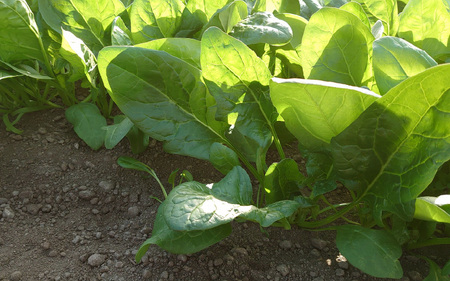 【先行予約】農家直送 冬野菜セット 1箱 7品目以上 《元気に育った新鮮野菜！》／ 季節 冬 野菜 ボックス BOX セット セレクト 農家 おまかせ 多品目 旬 詰め合わせ ※2025年12月上旬以