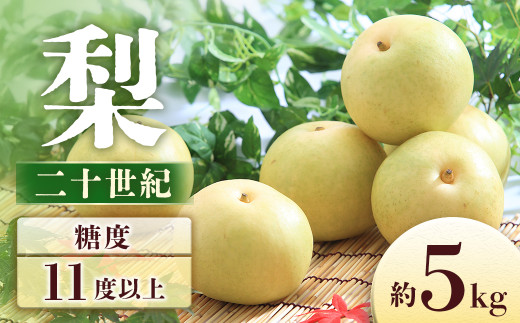 梨 二十世紀 約5kg（8～16玉）※2026年9月1日～9月11日発送予定※　なし ナシ 青梨 くだもの 果物 フルーツ 長野県 長野県産 南信州