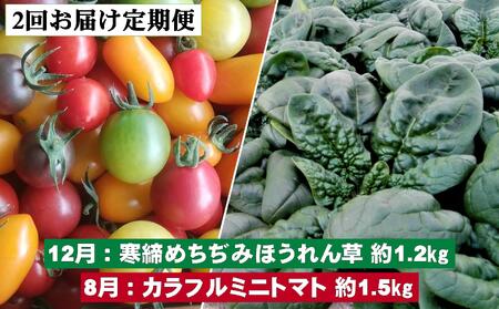 ＜2025年12月・2026年8月お届け＞大作農園　寒締めちぢみほうれん草約1.2kg・カラフルミニトマト約1.5kg　2回お届け定期便　SBTR006