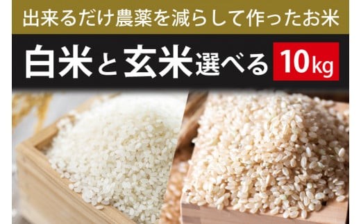 
                  【2026年9月下旬より順次発送】【できるだけ農薬を減らして作ったお米】令和8年産こしひかり 10kg(白米または玄米)｜米 お米 こめ こしひかり コシヒカリ 令和8年産 R8年産 新米 白米 玄米 選べる 減農薬 茨城県 行方市(BI-74)
                