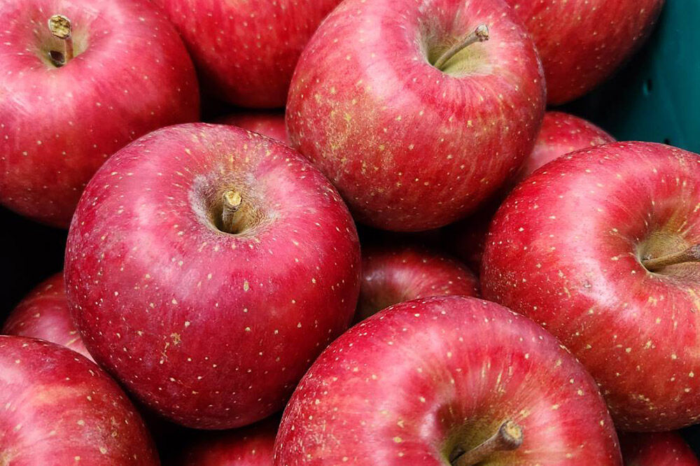 【寄附金額見直しました】【26年11月下旬発送】りんご 葉とらずサンふじ【贈答用】約3kg [りんご サンふじ 葉とらず ふじ 3kg お歳暮 お中元 ギフト 贈り物 贈答用 アップル おいしい 果実