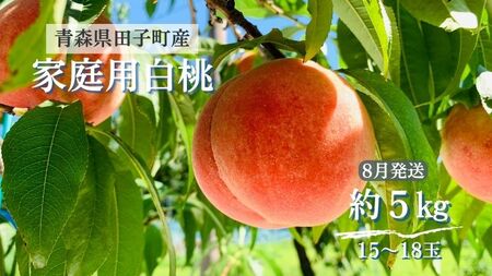 田子の家庭用白桃 約5kg（15～18玉）【8月中旬以降より順次配送】