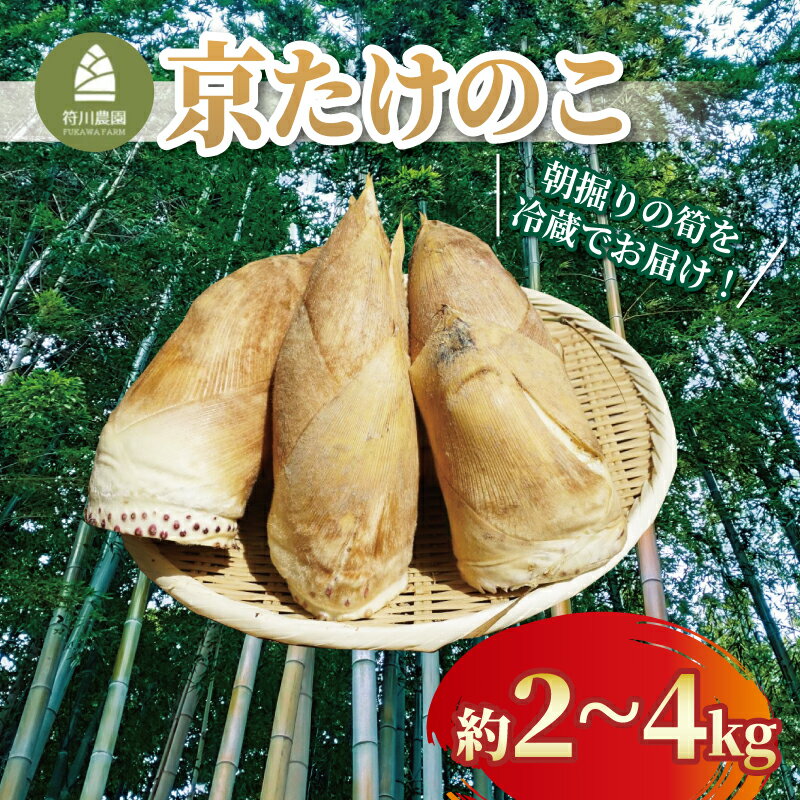 【ふるさと納税】 先行予約 ｜ 冷蔵 京たけのこ 2kg ～ 4kg 朝掘り 筍 たけのこ タケノコ 竹の子 白子筍 白子たけのこ 国産 野菜 甘み 糖分 人気 おすすめ ふるさと納税 京都 八幡 八幡市 符川農園