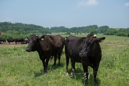 ファームズ千代田　「びえい和牛」リブロース900g[072-07]