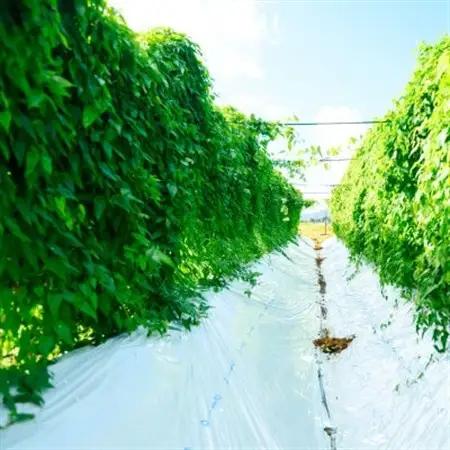 【先行予約】山薫る自然薯 カット品700g以上【配送不可地域：離島】【1475178】