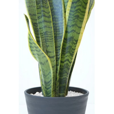 観葉植物 サンスベリア・ローレンティー 6号セラアート鉢 ブラック【配送不可地域：離島・沖縄県】