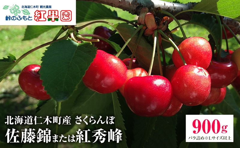 先行受付 北海道 仁木町産 さくらんぼ【 佐藤錦 】又は【 紅秀峰 】バラ詰め 900g Lサイズ以上　 食後 デザート 旬の果物 サクランボ チェリー フルーツ 果物 果物類 仁木町 仁木 [峠のふもと紅果園]
