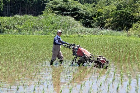 令和7年産 白川の美米 2kg 南小国産 玄米 白米 3分づき 5分づき 7分づき 森のくまさん 精米 米 お米 ご飯 ごはん 無農薬 農薬不使用 自然栽培 産地直送 白川自然農園 熊本 南小国 送料