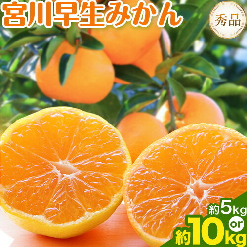 【先行予約】【ふるさと納税】宮川 早生 みかん 選べる 内容量 約 5kg (S〜Mサイズ) 約 10kg (S〜Mサイズ) 松井農園《2025年12月上旬-2026年1月上旬頃出荷予定》 和歌山県 日高川町 みかん早生 旬 柑橘 フルーツ 果物 ミカン 蜜柑