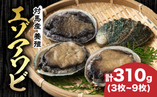 対馬産 養殖 エゾアワビ 310g (3～9枚)(7.0～9.5cm)《対馬市》【対馬海洋牧場】 あわび 鮑 [WAR001]