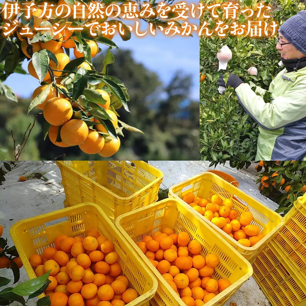 【先行予約】【家庭用】伊予柑 3kg ※北海道・沖縄・離島への配送不可 （2027年1月16日より順次発送予定） 【 柑橘 みかん ミカン 伊予甘 フルーツ 果物 】 IKTAT004 