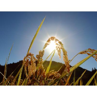 ふるさと納税 売木村 【令和7年産】うるぎ米 3kg |  | 03