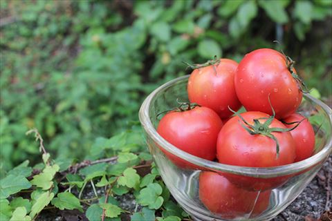 0211101てっぺんとまと特上品・夏秋限定　1kg/１箱　※令和5年10月中旬で受付終了