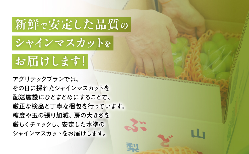 【☆先行予約☆2025年/令和7年発送分】シャインマスカット「こだわり」１kg以上　2～3房