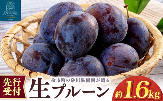 
                  【先行予約2026年8月中旬より発送】余市の砂川果樹園が贈る【余市の生プルーン】1.6kg
                