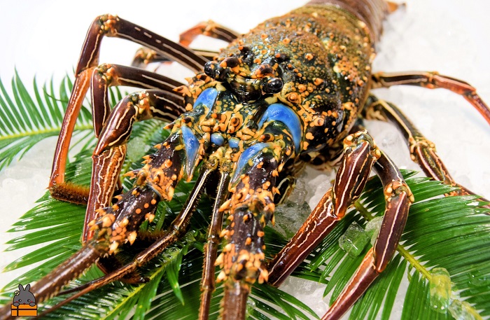 《地魚専門店 鮮魚 魚一さん直送便》～徳之島獲れ！“大”伊勢海老（1尾）