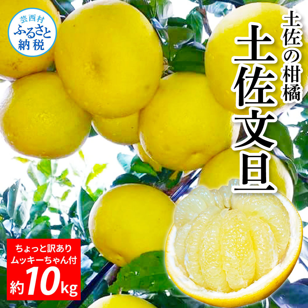 
先行予約＜2025年2月～3月発送予定＞土佐の柑橘 訳あり 土佐文旦10kg詰め合わせ ムッキーちゃん（皮むき機）付き
