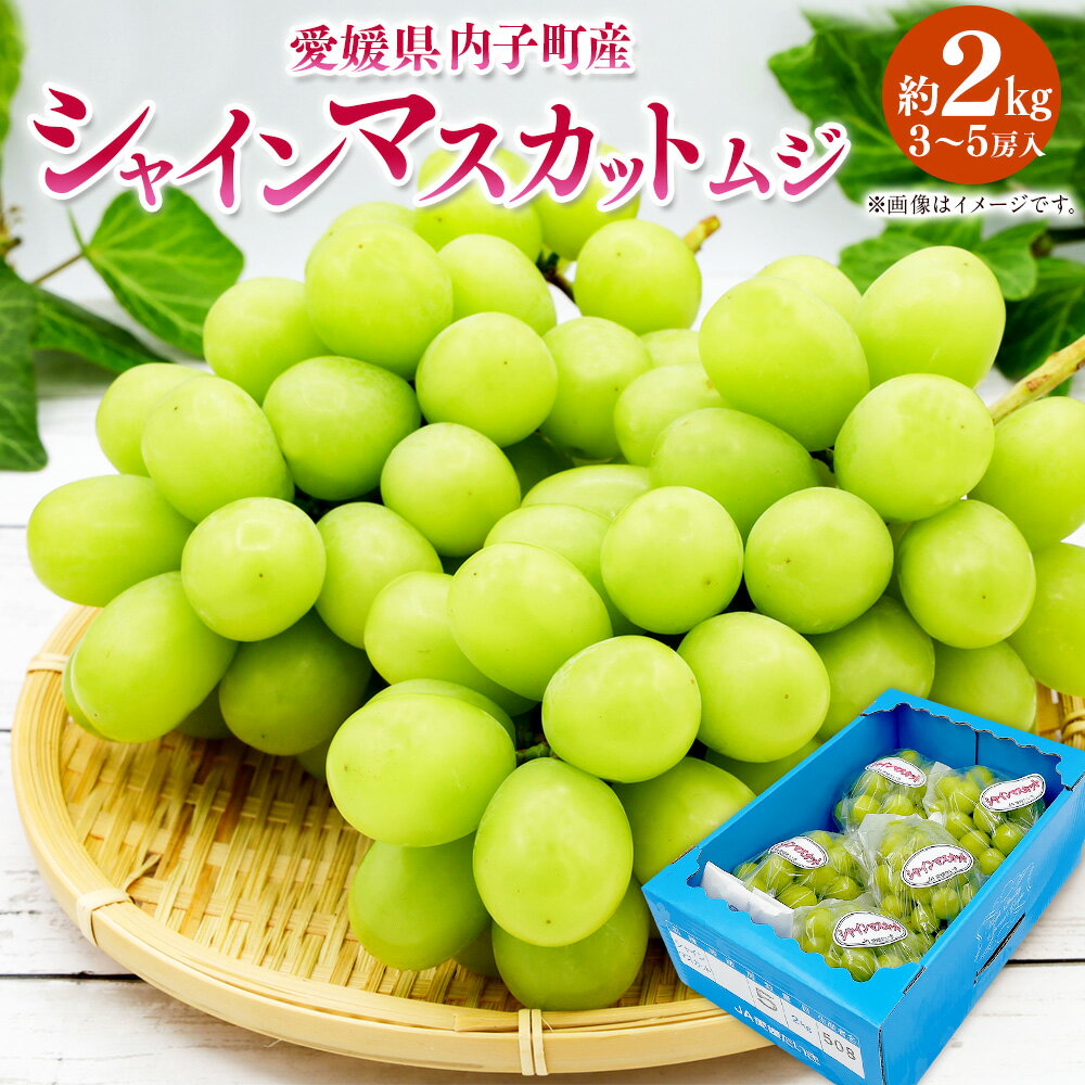【ふるさと納税】内子町産 シャインマスカット ムジ 3～5房入 約2kg ぶどう ブドウ マスカット 葡萄 フルーツ 果物 果実 国産 四国 愛媛県 送料無料 (444)【2026年8月下旬～10月上旬迄発送予定】【えひめの町（超）推し！（内子町）】