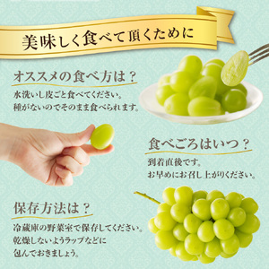 土-28　シャインマスカット 晴王 秀品 特大 約2kg 2房 岡山県産 ぶどう ギフト 御礼 プレゼント 御礼 御祝 御供 果物 くだもの フルーツ