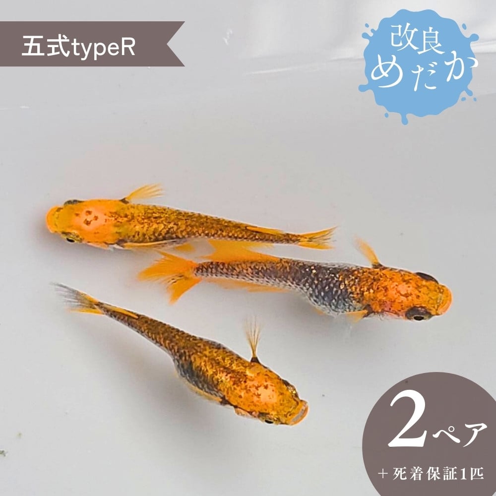 
            【五式typeR】美しき 改良めだか（２ペア+死着保証１匹）メダカ めだか めだか屋らん 
          