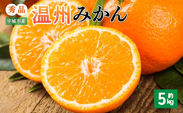 先行予約 みかん 秀品 5kg【2026年10月上旬～2027年1月下旬までに発送予定】柑橘 フルーツ 果物 くだもの 贈答用 ギフト