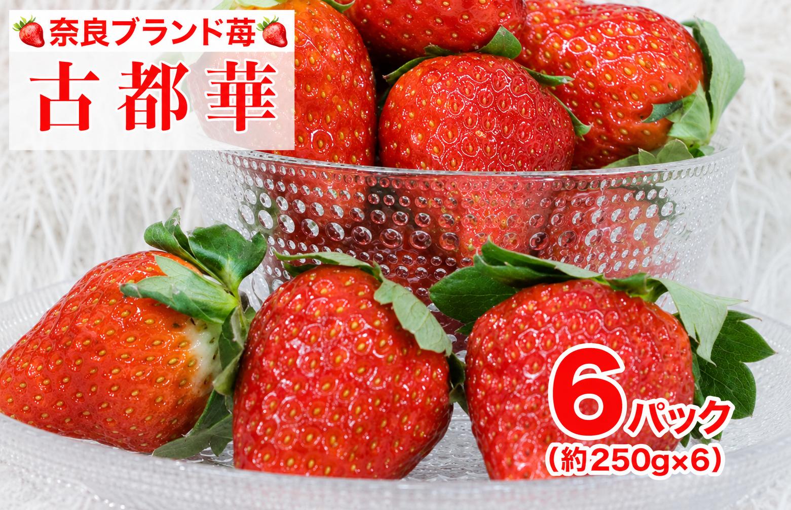 
                  いちご【先行予約】【2027年1月以降発送】奈良県産 古都華 ことか いちご 250g×6パック（計1.5kg） いちご 古都華 苺 果物 イチゴ イチゴ 苺 ichigo strawberry itigo ストロベリー いちご 旬 産地直送 イチゴ フルーツ 果物 国産 いちご ベリー 人気苺 甘い 赤い 春 旬 河合町産 いちご 古都華 ことか
                