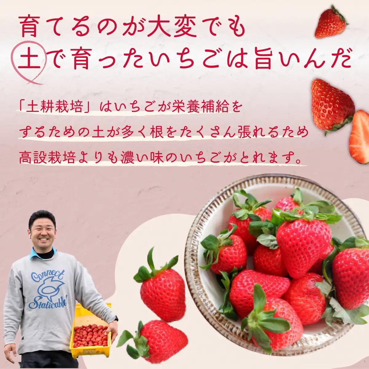 【2027年/先行予約】初物 厳選いちご(2パック×1箱) 《2026年12月での発送》 | いちご 苺