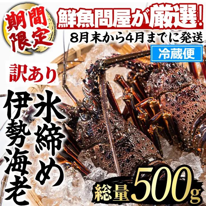 【0173208a】＜訳あり＞朝獲れ発送！鮮魚問屋が厳選した氷締め伊勢海老(1～2尾・総量500g以上) 伊勢エビ 伊勢えび 刺身 さしみ えび 海老 魚介類 海鮮 刺身 塩焼き 訳あり 訳アリ 【江川商店】