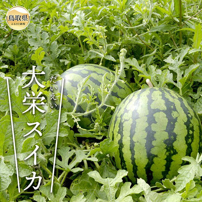 【ふるさと納税】大栄すいか　秀1玉　（2L以上）【期間・数量限定】_T2600184