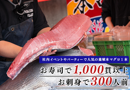 本マグロ(50kg以上)　1本