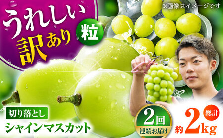 【先行予約】【2回定期便】 訳あり シャインマスカット 切り落とし 約1kg  【合同会社 社方園】定期便 2回 定期 ぶどう 果物 熊本 マスカット シャインマスカット 訳ありシャインマスカット わけありシャインマスカット 訳ありぶどう 訳ありマスカット 訳あり切り落とし [ZBZ010]
