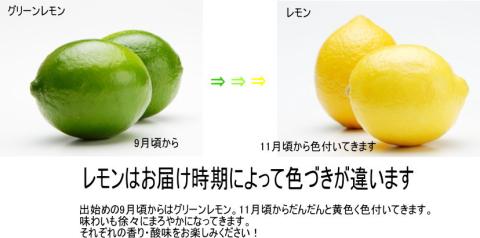 【1013-3】和歌山産レモン/グリーンレモン 3kg 【国産レモン】《先行予約》