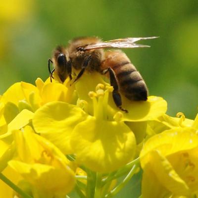 ふるさと納税 館山市 ひふみ養蜂園 菜の花はちみつ 600g |  | 03