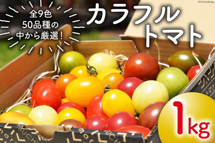 
カラフルトマト 1kg [ＶＩＶＡマルシェ 北海道 剣淵町 14656189] 野菜 国産
