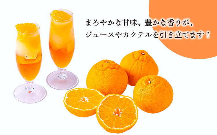 濃厚な甘さ 手搾り不知火(しらぬい)果汁200ml×3p  [保存料不使用20000円 ワンストップオンライン] TF0883-P00074