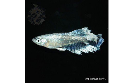 レーヴ（レーブ）