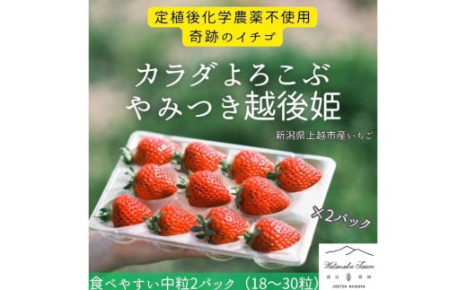 いちご 中粒 カラダよろこぶ やみつき 越後姫 約200g×2パック (18～30粒入り) イチゴ 苺 上越市 新潟